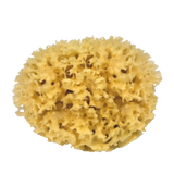 Croll & Denecke | Natural Sponge