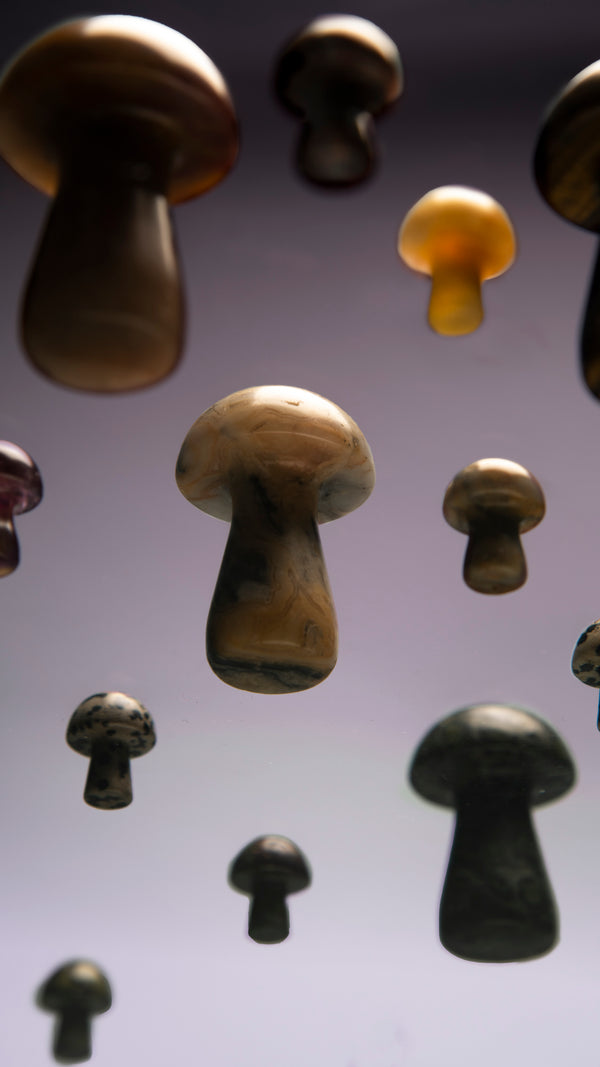 The Future of Skin Health is Fungi: Herbar Beauty