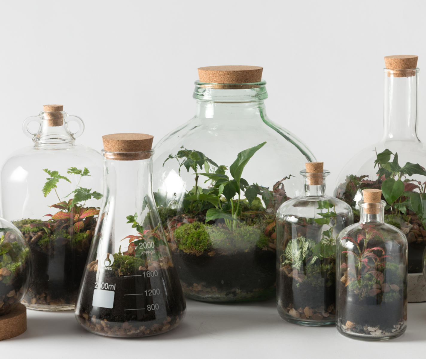 London Terrarium Earl of East Kings Cross