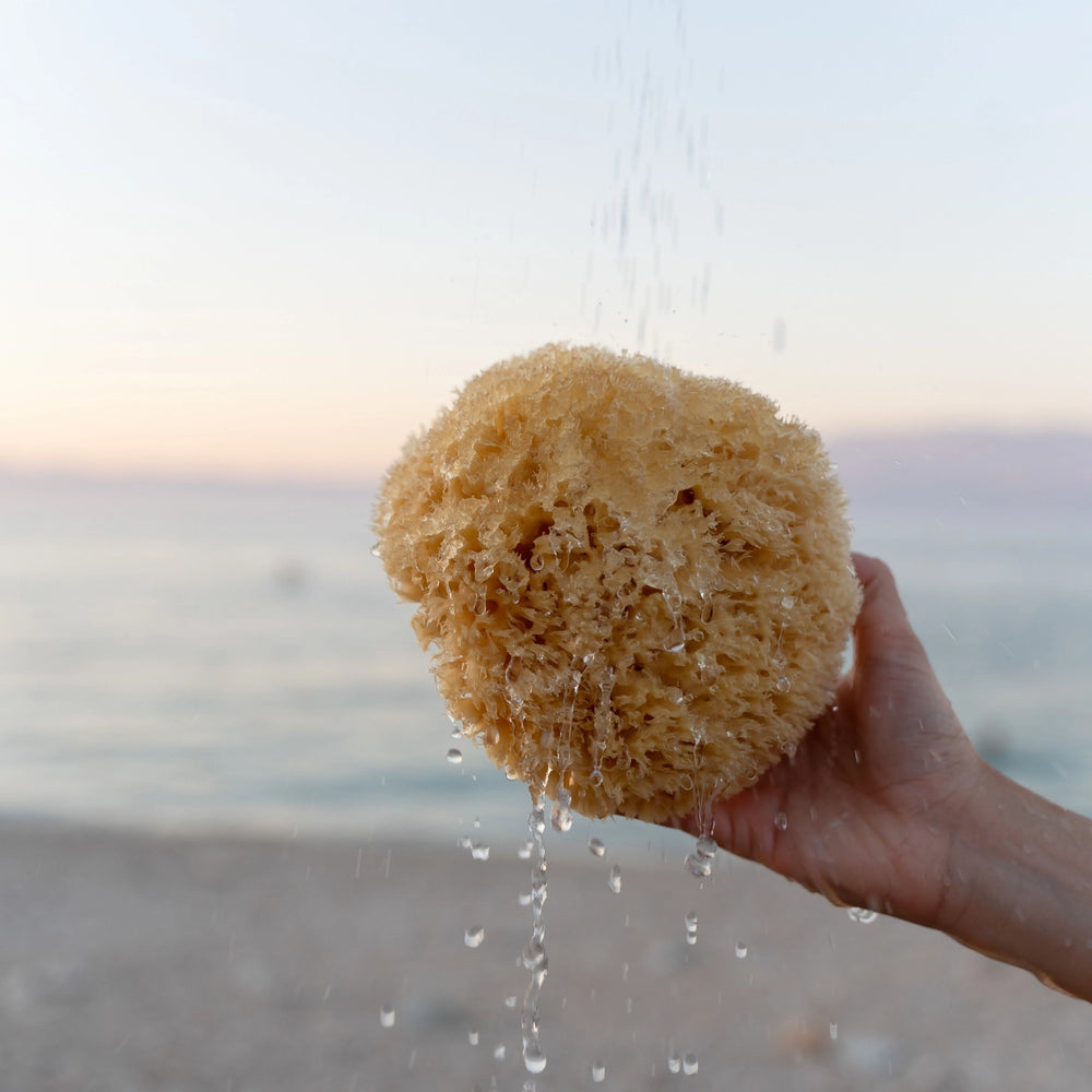 Natural Sponge, Small by Croll & Denecke, held up against the sea