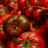 Earl of East | Reed Diffusers - Greenhouse