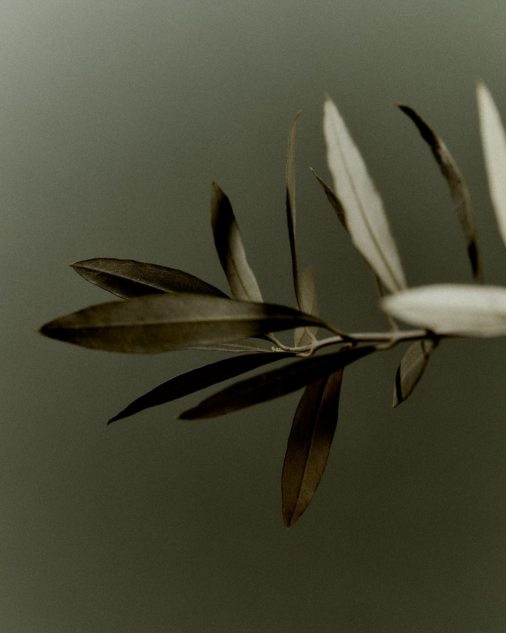 Atlas Cedar Scented Candle, 170ml by Earl of East, beside an olive branch in soft light