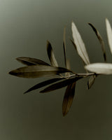 Earl of East | Atlas Cedar Duo Gift Set