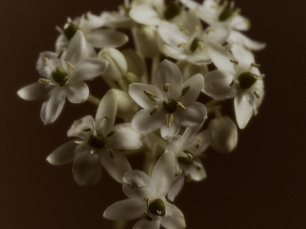 Wildflower