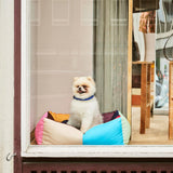 HAY | Dog Collar M/L - Flat - Blue/Black