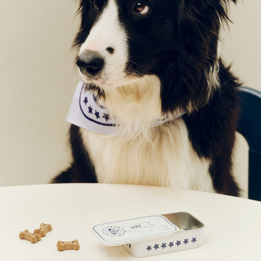 Dog Treat Tin, Small Blue and Off-White by HAY, beside a border collie