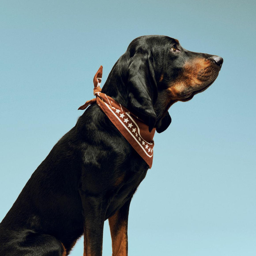 Dogs Scarf (Recycled), Brown by HAY, worn by a dachshund