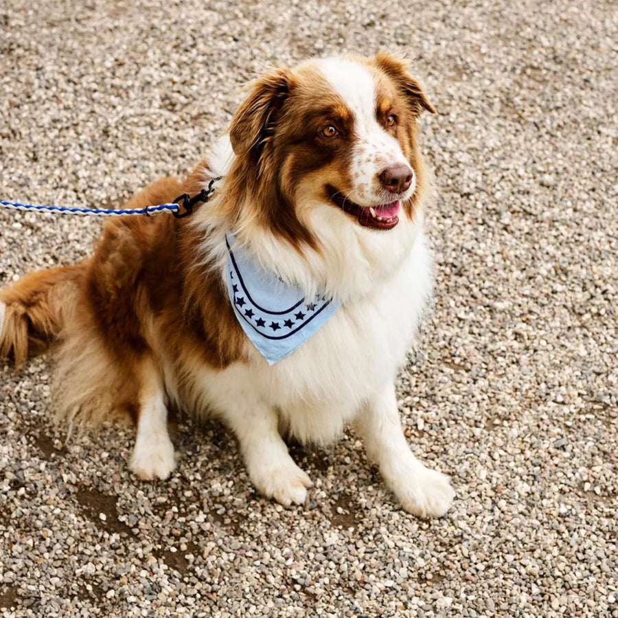 Dogs Scarf, Light Blue by HAY, worn by a dog on a pavement