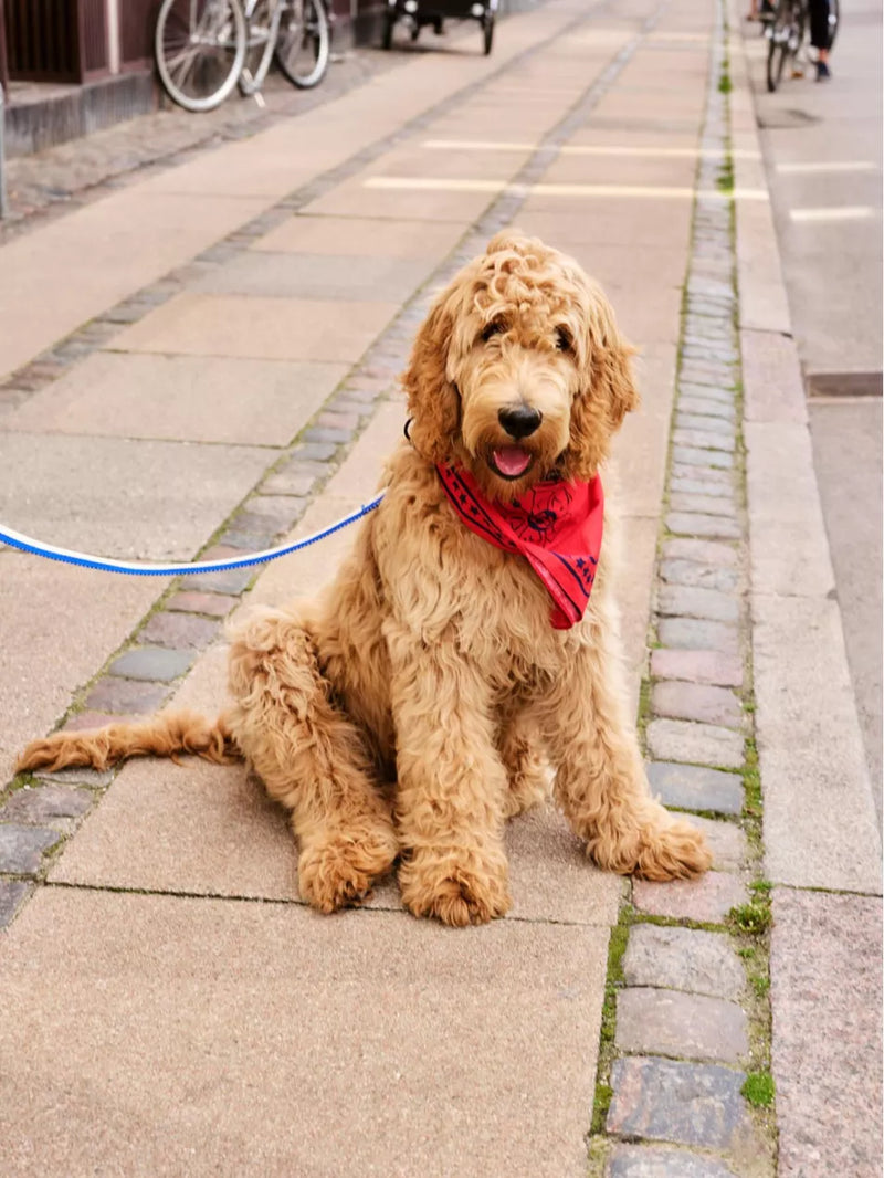 Red dog 2025 scarf