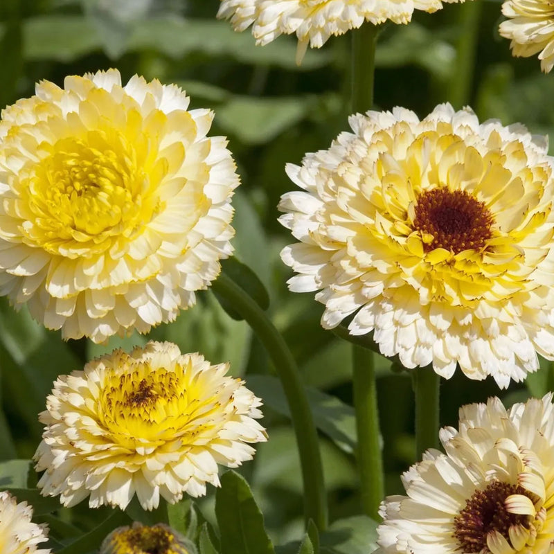 Herboo | Calendula 'Snow Princess' Seeds