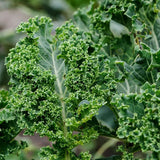 Herboo | Kale 'Green Curled Dwarf' Seeds