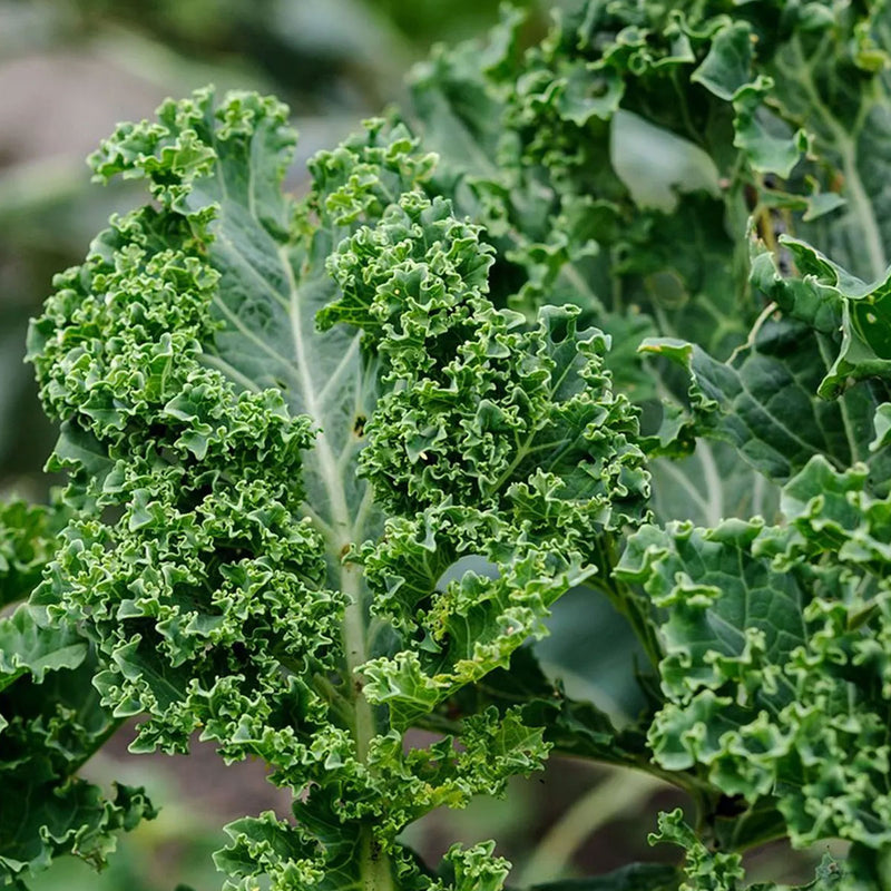 Herboo | Kale 'Green Curled Dwarf' Seeds