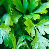 Herboo | Flat Leaf Parsley Seeds