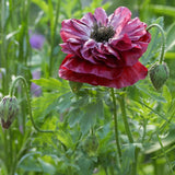 Herboo | Poppy Pandora Seeds