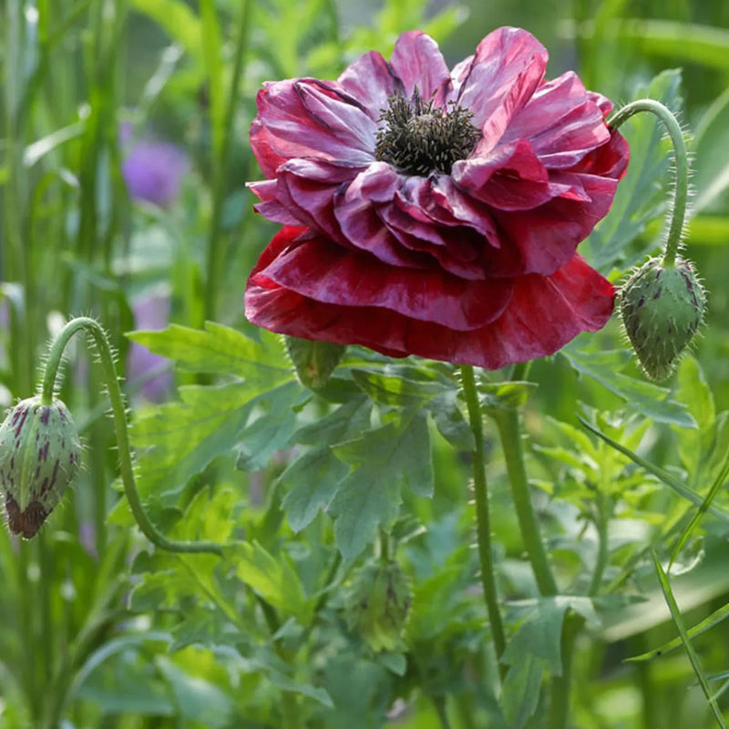 Herboo | Poppy Pandora Seeds