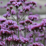 Herboo | Verbena Bonariensis Seeds