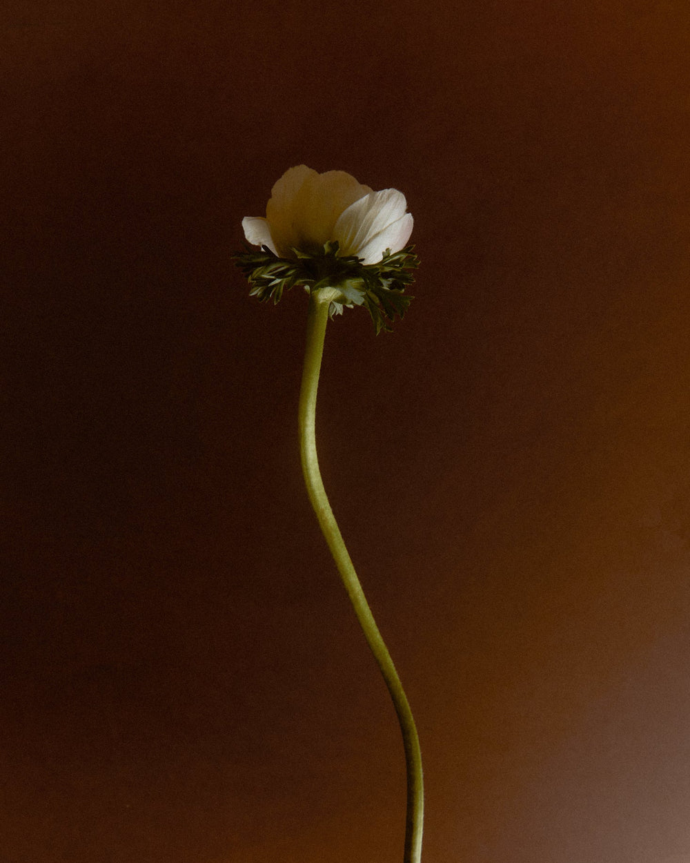 Wildflower Fragrance Oil Blend, 30ml by Earl of East, beside a single flower stem