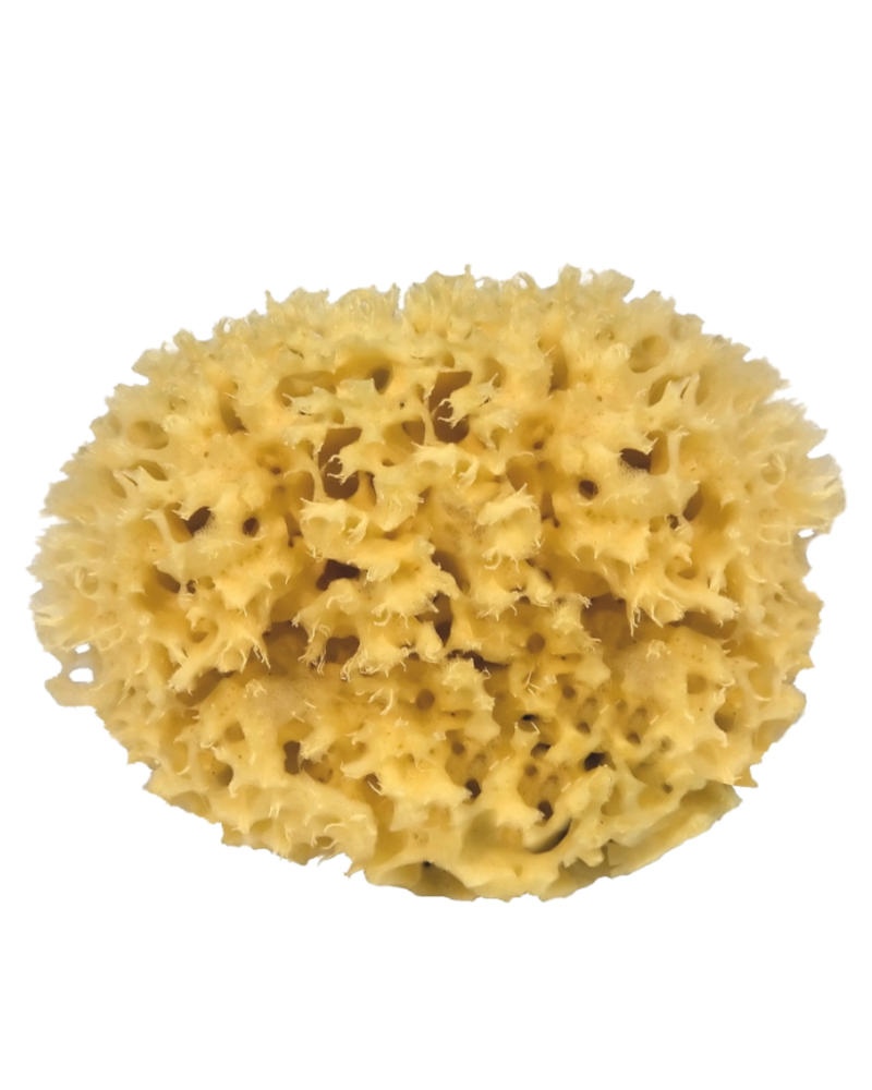  Natural Sponge, Medium by Croll & Denecke 