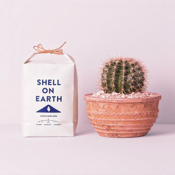 Shell On Earth | Crushed Whelk Shells - Small