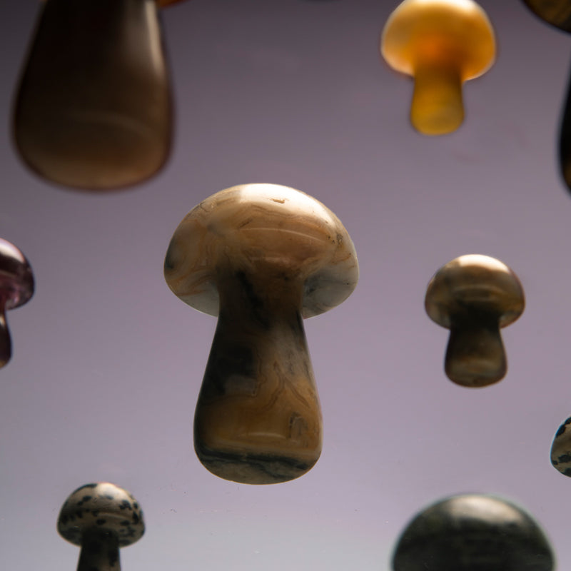 Herbar | Gua Shroom - Tiger Eye