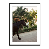 The Happiness Collective | 'A Horse With No Name' On Film - Framed Print