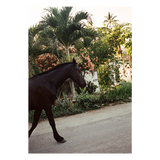 The Happiness Collective | 'A Horse With No Name' On Film - Framed Print