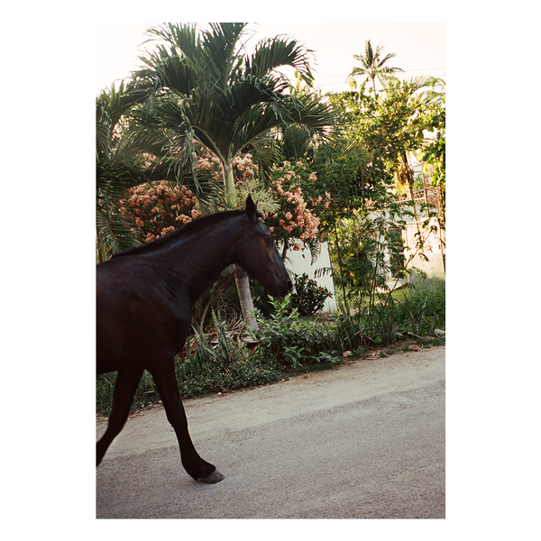 The Happiness Collective | 'A Horse With No Name' On Film - Framed Print